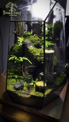 Terrarium "Khu rừng hoang vắng"