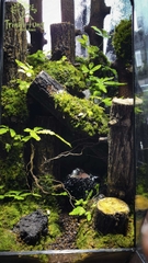 Terrarium "Khu rừng hoang vắng"