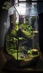 Terrarium "Khu rừng hoang vắng"