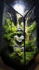 Terrarium "phật ẩn trong rừng"