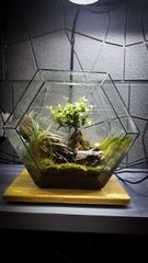 Terrarium "dừng chân"