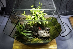 Terrarium "dừng chân"
