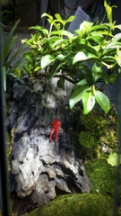 Terrarium "dừng chân"