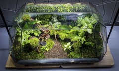 Terrarium Bus "bái phật trong rừng"