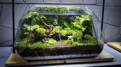 Terrarium Bus "bái phật trong rừng"