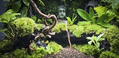 Terrarium Bus "bái phật trong rừng"