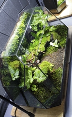 Terrarium Bus "bái phật trong rừng"