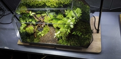 Terrarium Bus "bái phật trong rừng"