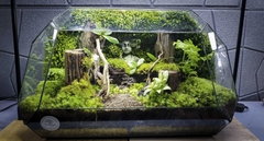 Terrarium Bus "bái phật trong rừng"