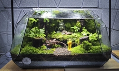 Terrarium Bus "bái phật trong rừng"