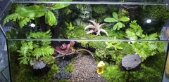 Terrarium Bus "bái phật trong rừng"