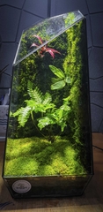 Terrarium "cơ bản"