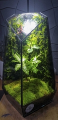 Terrarium "cơ bản"