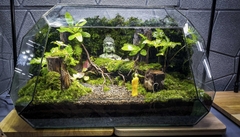 Terrarium Bus "bái phật trong rừng"