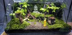 Terrarium Bus "bái phật trong rừng"
