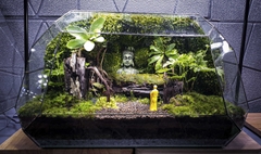 Terrarium Bus "bái phật trong rừng"