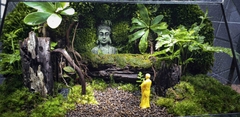 Terrarium Bus "bái phật trong rừng"