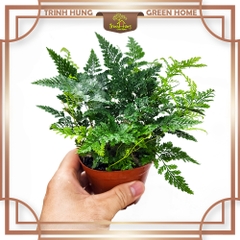 Cây dương xỉ chân thỏ