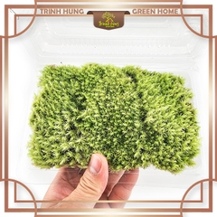Rêu đầu trắng - loại rêu siêu khỏe, chịu nóng tốt