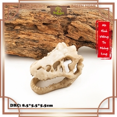 Mô hình sọ khủng long T-Rex