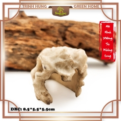Mô hình sọ khủng long T-Rex