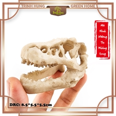 Mô hình sọ khủng long T-Rex