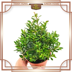 Cây tiểu diệp xích nam