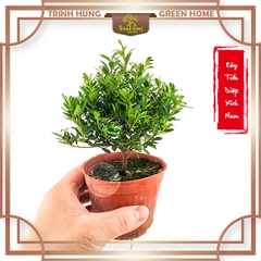 Cây tiểu diệp xích nam
