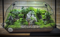 Terrarium Bus "Cầu hôn"