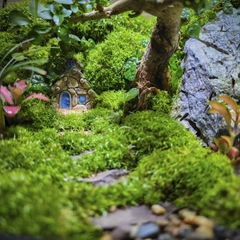 Terrarium Bus "Cầu hôn"