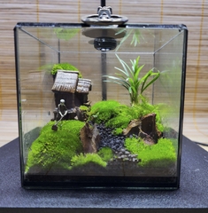 Terrarium cubic 10 "Lão nông"