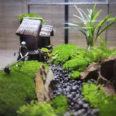 Terrarium cubic 10 "Lão nông"