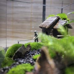 Terrarium cubic 10 "Lão nông"