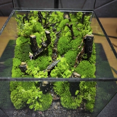Terrarium cubic 10 "Dạo chơi"