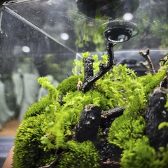 Terrarium cubic 10 "Dạo chơi"