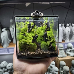 Terrarium cubic 10 "Dạo chơi"