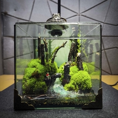 Terrarium cubic 10 "câu cá"