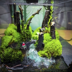 Terrarium cubic 10 "câu cá"