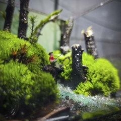 Terrarium cubic 10 "câu cá"
