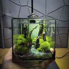 Terrarium cubic 10 "câu cá"