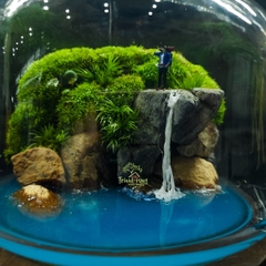 Bình Terrarium "thám hiểm"