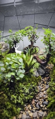 Terrarium Bus "rừng cây Du"