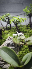 Terrarium Bus "rừng cây Du"