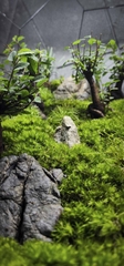 Terrarium Bus "rừng cây Du"