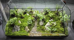 Terrarium Bus "rừng cây Du"