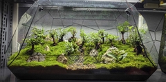 Terrarium Bus "rừng cây Du"