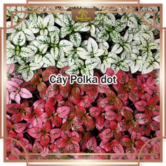 Cây Polka dot (Hypoestes phyllostachya), cây chấm bi