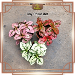Cây Polka dot (Hypoestes phyllostachya), cây chấm bi