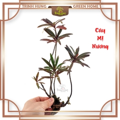 Cây mị nương