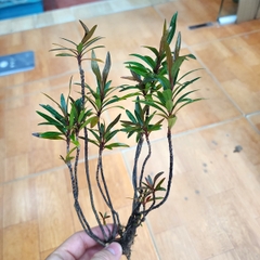 Cây mị nương